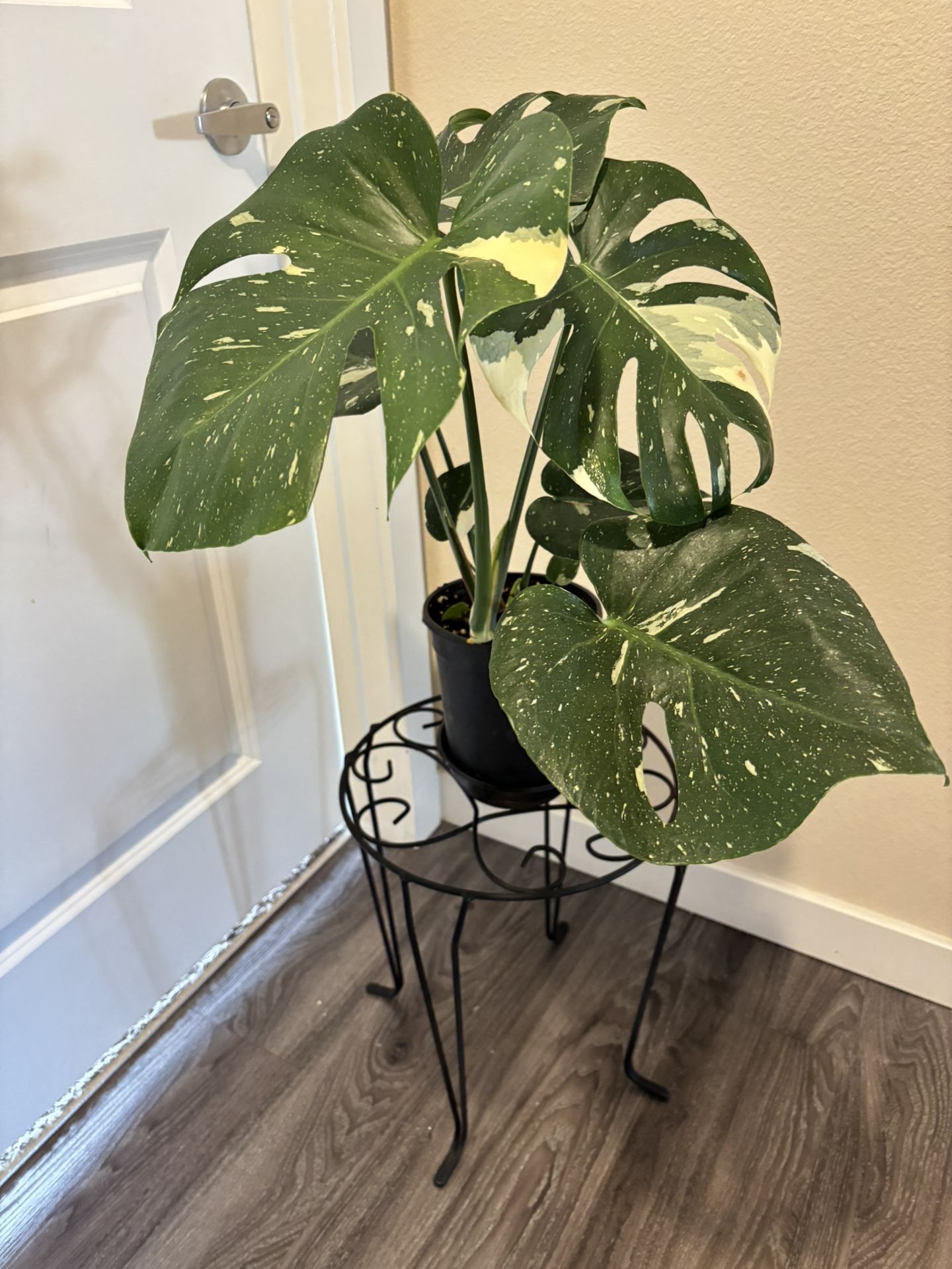 Plant Stand For Large Trees Plants