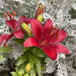 Dark Red Asiatic Lily Beautiful Perennial Plant.