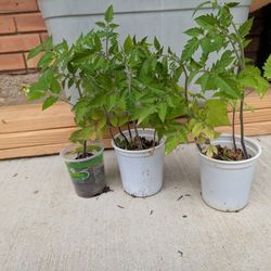 Tomato Starts - San Marzano