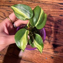 Philodendron Cream Splash Plant