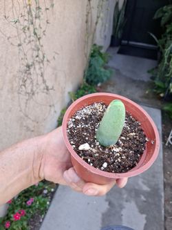 Penis Cactus 🌵 Plant $15
