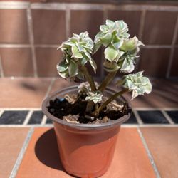 Crested Variegated Aeonium Sunburst Succulent