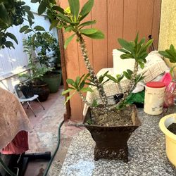 Potted Crown of Thorns Plant