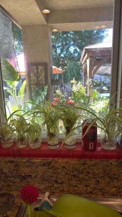 Rooted spider plants