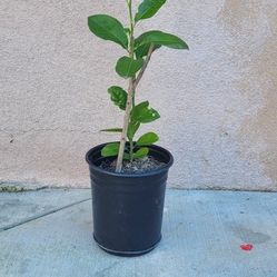 arbol de naranja sanguina o roja por dentro lista para  plantar 