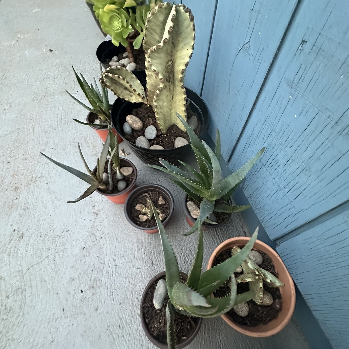 Various Cactus Succulent Plants