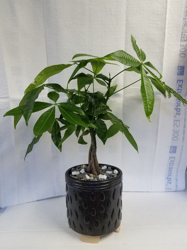 Money Tree indoor Houseplant plant for Sale in WA