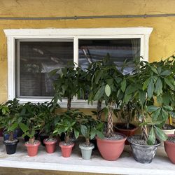 Money Tree Plants 