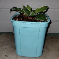 Hosta Plant ( Variegated)