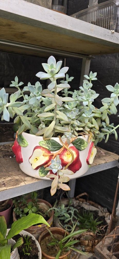 Plant