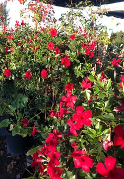Beautiful Red Flower