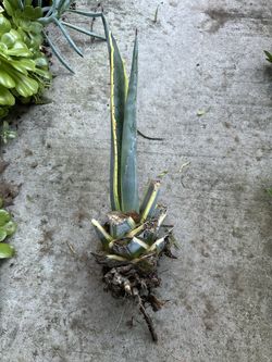 Agave Americana