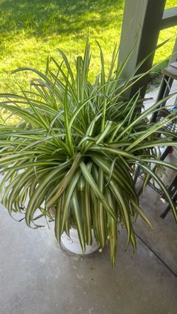 Muy bonita planta