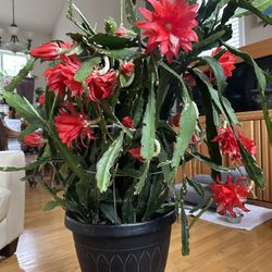 Mature Orchid Cactus Plant 