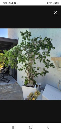 Ficus tree