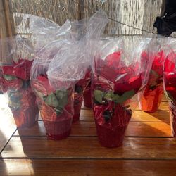 Poinsettias Natural 