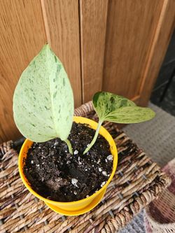 Pothp "Marble Queen" (Yellow pot-A)