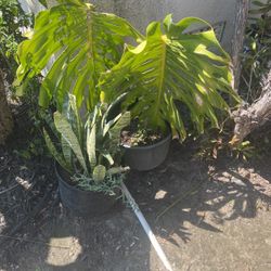 Plants  40For All Of Them 