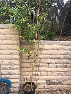 Bamboo, palms, tropical plants