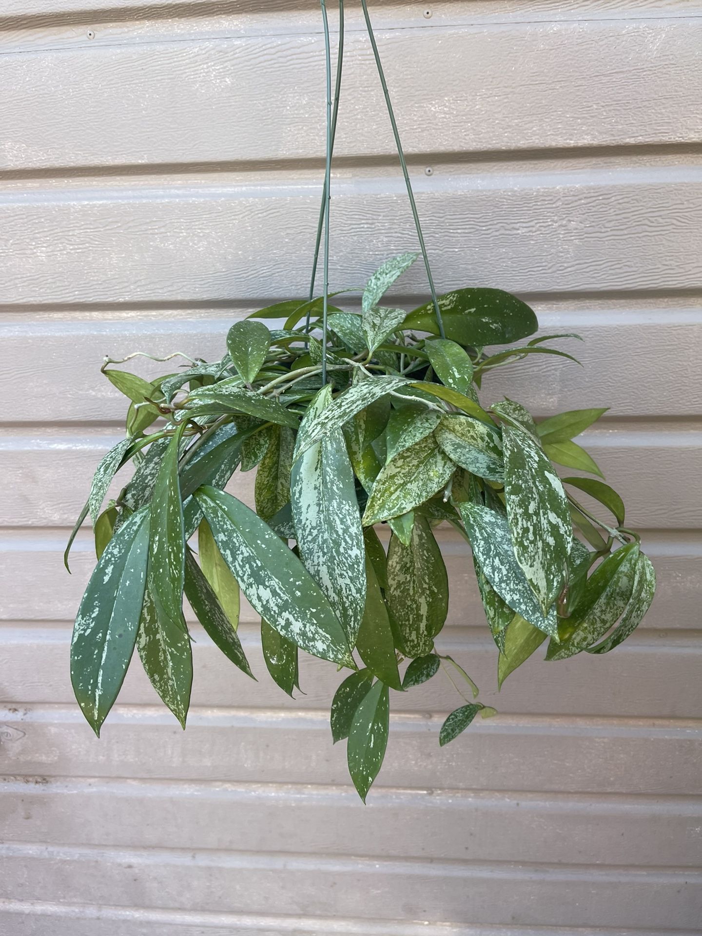 6” Hoya Pubicalyx Super Splash Super Full And Trailing