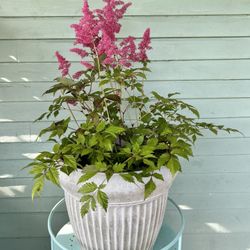 $39 Each Beautiful Plant
