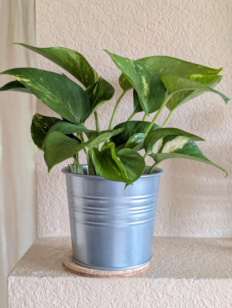 Healthy Beautiful Indoor Plant ( Pothos)