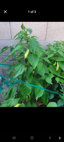 Organic Sugar Peach Peppers