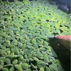 Water Lettuce 