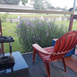 Furniture Beautiful Blooming Plants For Home Or Porch Pots $5 Dollars 