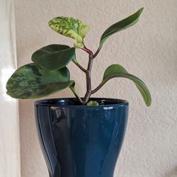 Healthy Beautiful Indoor Plant ( Peperomia)
