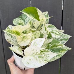 Pothos Marble Queen Plant 4" Pot - Indoor House Plants 
