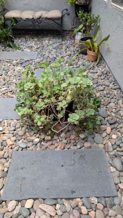 Three fairy crassula plants