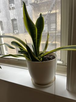Snake Plant