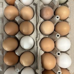 Organic-Fed Free Range Chicken Eggs