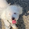poodletastico