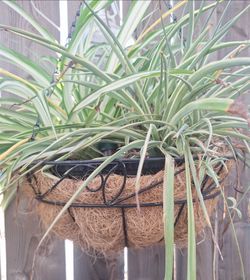 Rooted Spider Plant in Hanging Basket