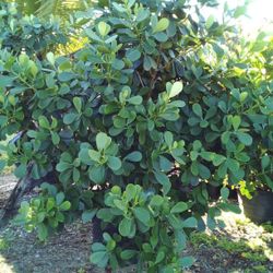 CLUSIA PLANT IN 25 GALLONS ABOUT 7' FEET TALL 