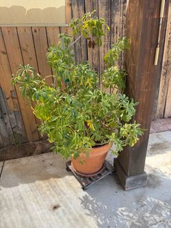 plant