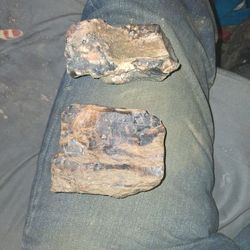 Petrified Wood 