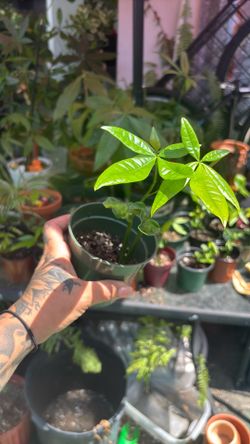 Tiny money tree plants