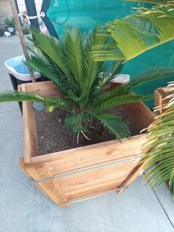 Cego palms
