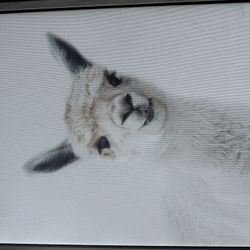 Artwork- Llamas 