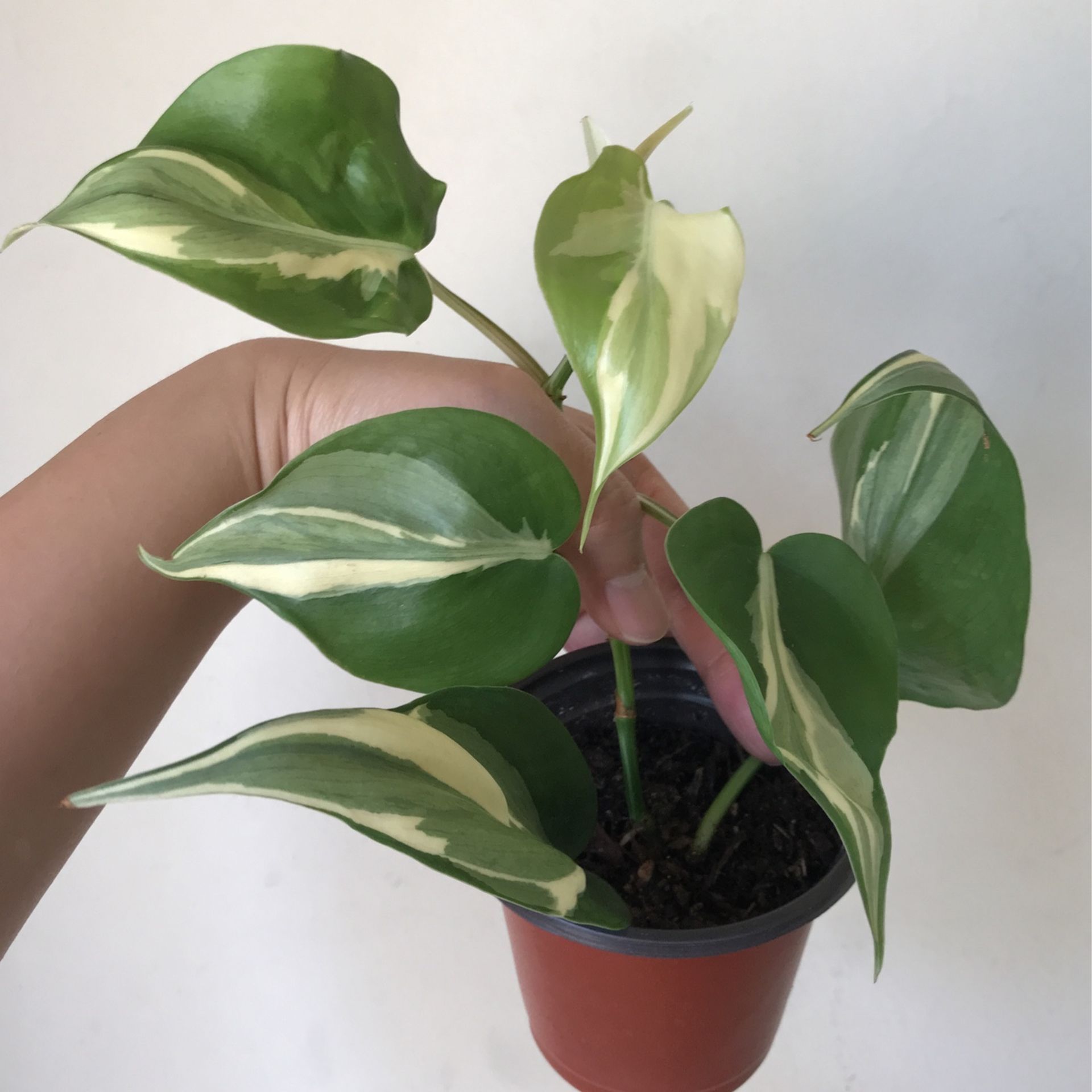 blushing philodendron Philodendron squamicaule Blushing