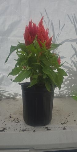 Cockscomb plant