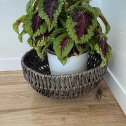 Seaweed/ wicker basket storage, blanket basket 🧺 or planter 