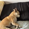 Love My Pets 