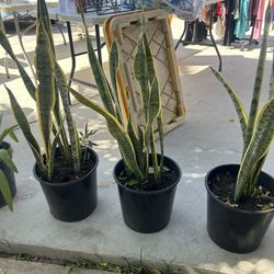 Lengua de suegra Plants