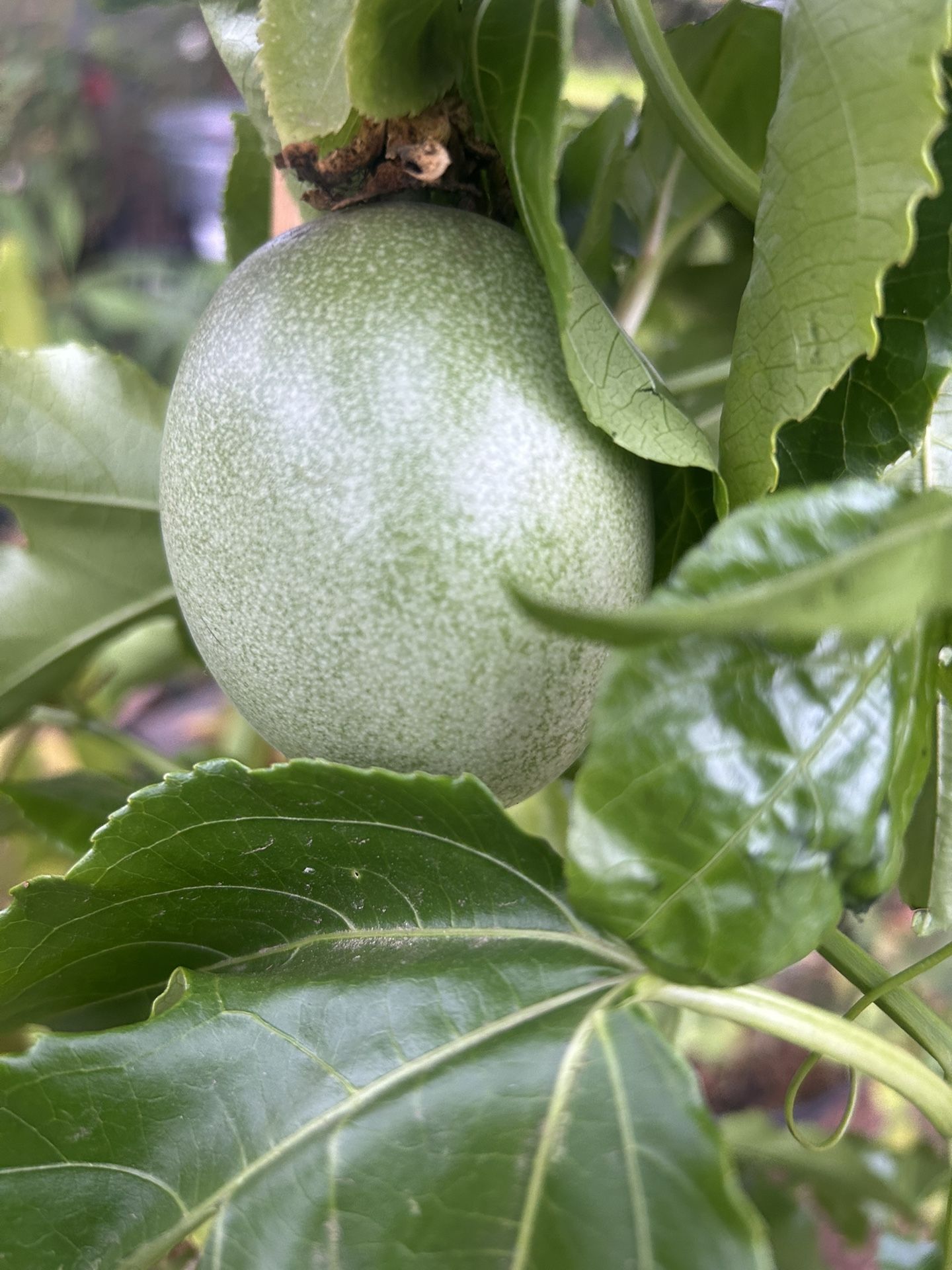 Passion Fruit Vine $45 With Fruit