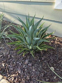 Variegated Smooth Agave Plants