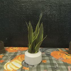 Snake Plant